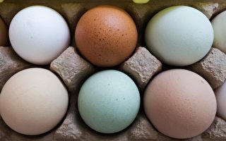 在美国买鸡蛋 7种标签你懂吗