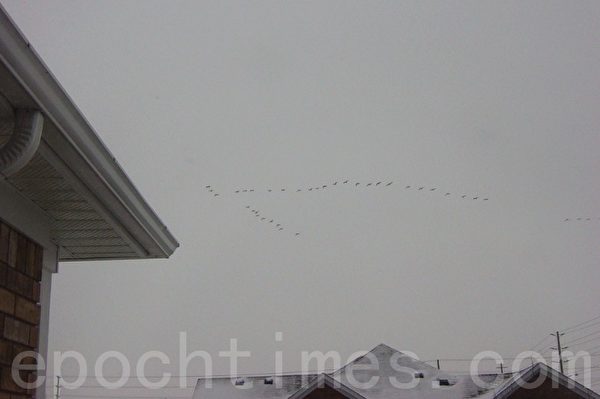 2月8日傍晚，成群的大雁以它特有的人字队形，壮观的飞过屋顶。（李文笛/大纪元）
