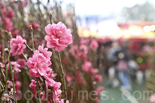 花商乘机推出各种年花应市,本港种植的桃花受港人喜爱。(余钢/大纪元) 花商乘机推出各种年花应市,本港种植的桃花受港人喜爱。(余钢/大纪元)