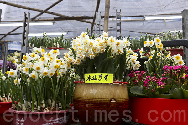 花商乘机推出各种年花应市。(余钢/大纪元) 花商乘机推出各种年花应市。(余钢/大纪元)