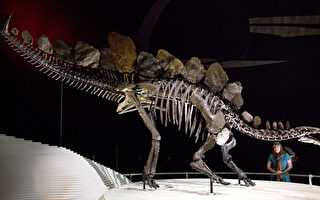 英自然歷史博物館  藍鯨標本取代恐龍