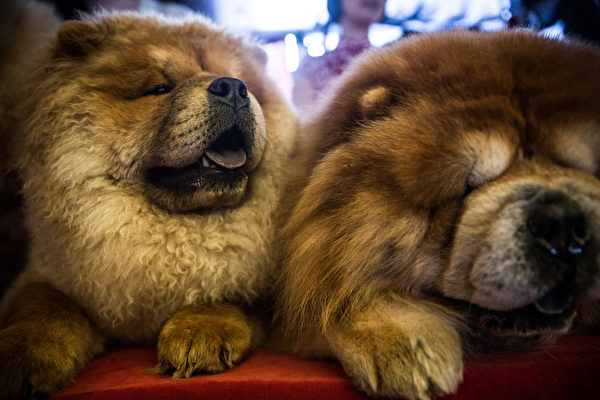 两只松狮犬。(Andrew Burton/Getty Images) 两只松狮犬。(Andrew Burton/Getty Images)