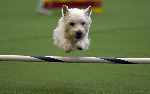 小狗在犬展的竞技比赛中。(TIMOTHY A. CLARY/AFP/Getty Images) 小狗在犬展的竞技比赛中。(TIMOTHY A. CLARY/AFP/Getty Images)