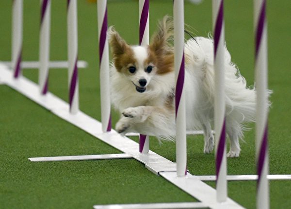 小狗在犬展的竞技比赛中。(TIMOTHY A. CLARY/AFP/Getty Images) 小狗在犬展的竞技比赛中。(TIMOTHY A. CLARY/AFP/Getty Images)