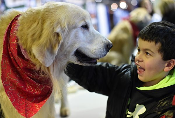 金色巡回猎犬。(TIMOTHY A. CLARY/AFP/Getty Images) 金色巡回猎犬。(TIMOTHY A. CLARY/AFP/Getty Images)