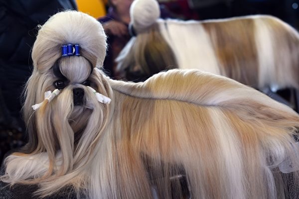 西施犬。(TIMOTHY A. CLARY/AFP/Getty Images) 西施犬。(TIMOTHY A. CLARY/AFP/Getty Images)