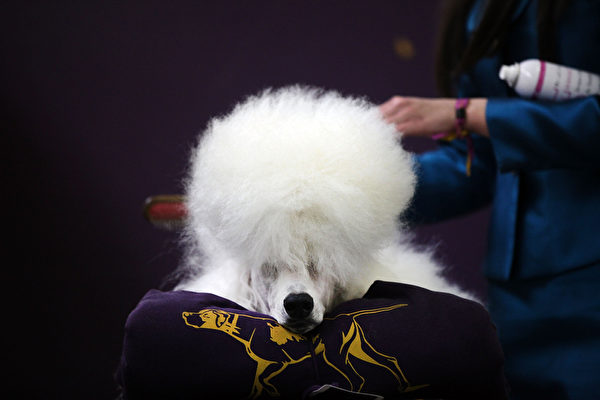 白色贵宾犬。(Spencer Platt/Getty Images) 白色贵宾犬。(Spencer Platt/Getty Images)