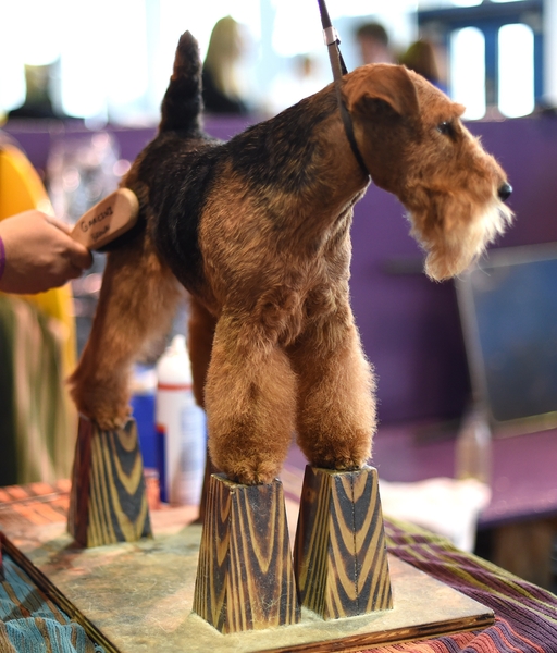 威尔士㹴犬。(TIMOTHY A. CLARY/AFP/Getty Images) 威尔士㹴犬。(TIMOTHY A. CLARY/AFP/Getty Images)