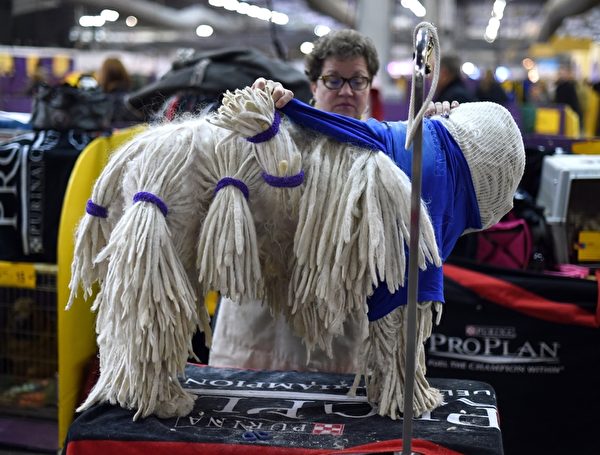 可蒙犬(拖把狗)在梳妆。(TIMOTHY A. CLARY/AFP/Getty Images) 可蒙犬(拖把狗)在梳妆。(TIMOTHY A. CLARY/AFP/Getty Images)