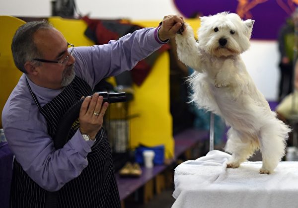 西高地白㹴犬接受检查。(TIMOTHY A. CLARY/AFP/Getty Images) 西高地白㹴犬接受检查。(TIMOTHY A. CLARY/AFP/Getty Images)