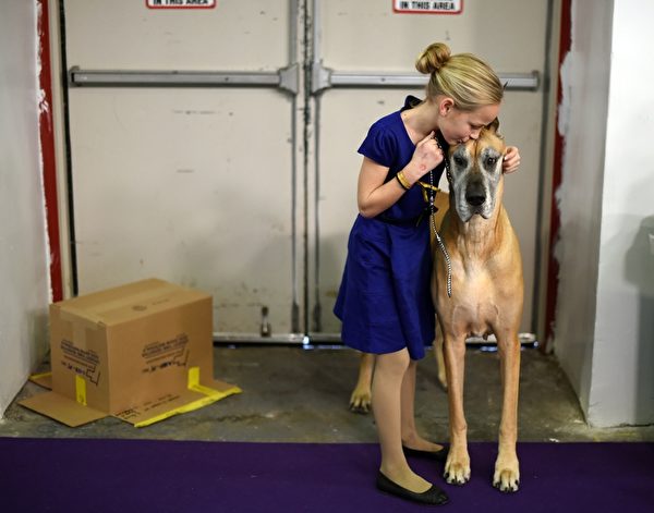 11岁的小主人带着大丹犬参赛。(TIMOTHY A. CLARY/AFP/Getty Images) 11岁的小主人带着大丹犬参赛。(TIMOTHY A. CLARY/AFP/Getty Images)