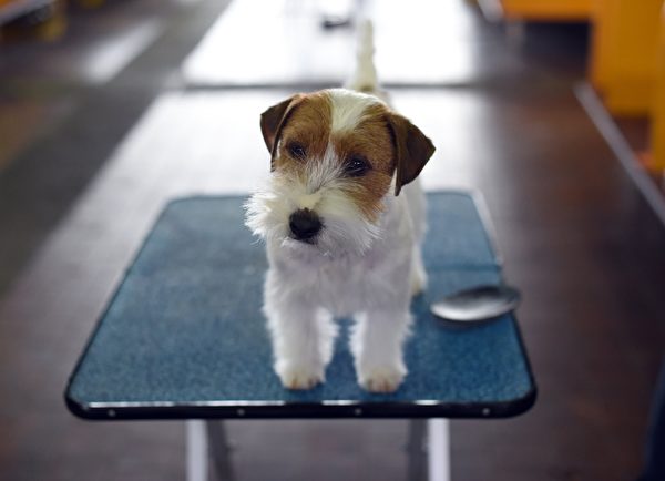 杰克罗素㹴犬。(TIMOTHY A. CLARY/AFP/Getty Images) 杰克罗素㹴犬。(TIMOTHY A. CLARY/AFP/Getty Images)