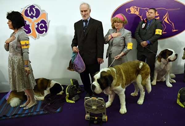 主人们带着圣伯纳犬准备参赛。(TIMOTHY A. CLARY/AFP/Getty Images) 主人们带着圣伯纳犬准备参赛。(TIMOTHY A. CLARY/AFP/Getty Images)