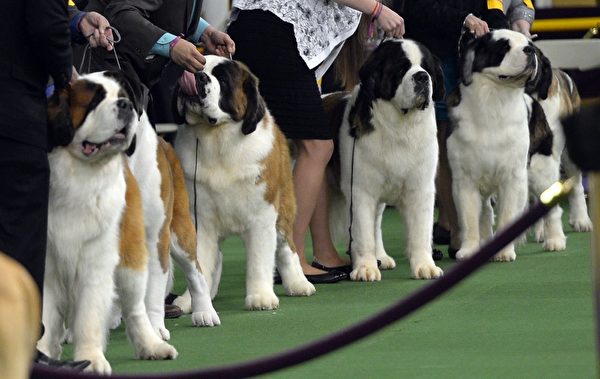 圣伯纳犬。(TIMOTHY A. CLARY/AFP/Getty Images) 圣伯纳犬。(TIMOTHY A. CLARY/AFP/Getty Images)