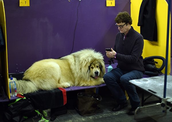 主人带着西藏獒犬等待比赛。(TIMOTHY A. CLARY/AFP/Getty Images) 主人带着西藏獒犬等待比赛。(TIMOTHY A. CLARY/AFP/Getty Images)