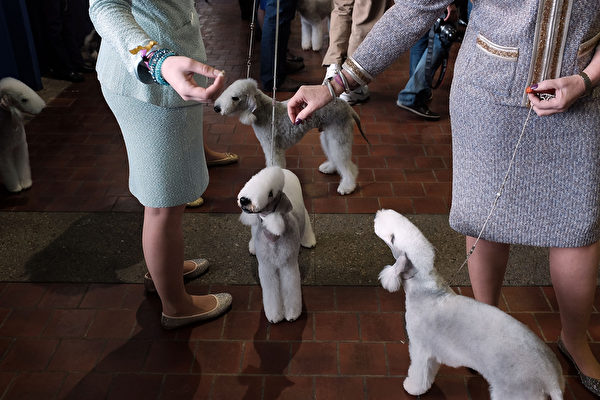 贝灵顿㹴犬。(Spencer Platt/Getty Images) 贝灵顿㹴犬。(Spencer Platt/Getty Images)