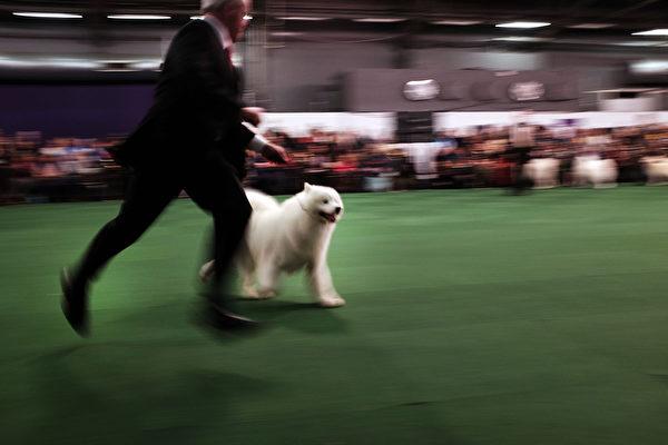 萨摩耶犬在比赛中。(Spencer Platt/Getty Images) 萨摩耶犬在比赛中。(Spencer Platt/Getty Images)