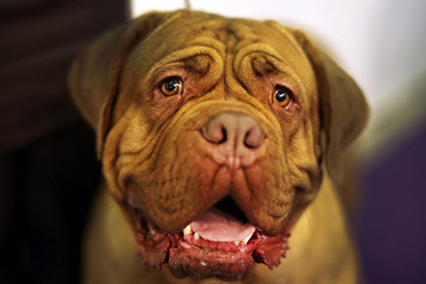 法国波尔多犬。(Spencer Platt/Getty Images) 法国波尔多犬。(Spencer Platt/Getty Images)
