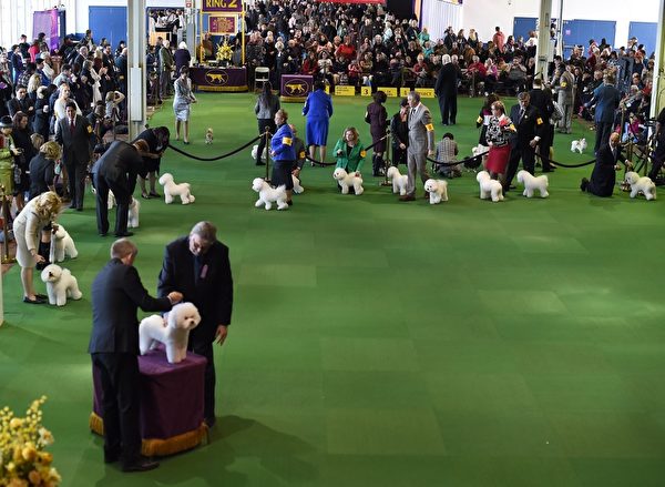 比熊犬在比赛中。(TIMOTHY A. CLARY/AFP/Getty Images) 比熊犬在比赛中。(TIMOTHY A. CLARY/AFP/Getty Images)