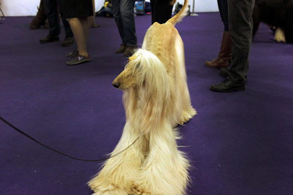 阿富汗猎犬。(Spencer Platt/Getty Images) 阿富汗猎犬。(Spencer Platt/Getty Images)