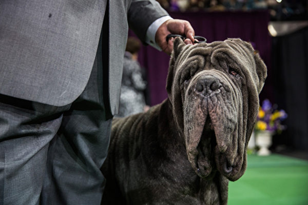 最后一轮比赛中的那不勒斯獒犬。(Andrew Burton/Getty Images) 最后一轮比赛中的那不勒斯獒犬。(Andrew Burton/Getty Images)