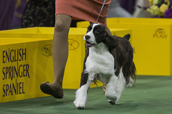 最后一轮比赛中的伯恩山犬。(Andrew Burton/Getty Images) 最后一轮比赛中的伯恩山犬。(Andrew Burton/Getty Images)