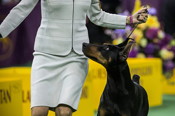 最后一轮比赛中的杜宾犬。(Andrew Burton/Getty Images) 最后一轮比赛中的杜宾犬。(Andrew Burton/Getty Images)