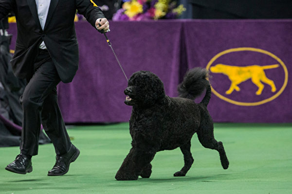 最后一轮比赛中的葡萄牙水犬。(Andrew Burton/Getty Images) 最后一轮比赛中的葡萄牙水犬。(Andrew Burton/Getty Images)
