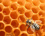 佛蒙特州伯靈頓校區（Burlington School District）設有深入的養蜂課程。（Richard Blaker/Fotolia）