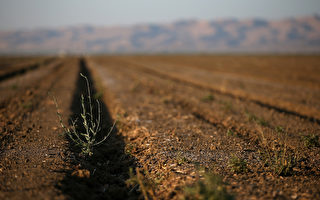 加州97%地區處於嚴重乾旱 給農業敲響警鐘