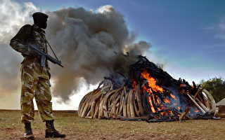 肯尼亚焚烧15吨象牙 决心打击偷猎走私