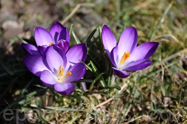 番红花(又称藏红花),是一类多年生球根植物。(张妮/大纪元) 番红花(又称藏红花),是一类多年生球根植物。(张妮/大纪元)