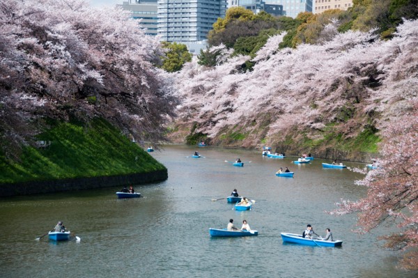 日本东京千鸟之渊樱花盛开美景。kanegen/Flickr) 日本东京千鸟之渊樱花盛开美景。kanegen/Flickr)