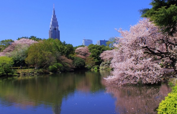 东京新宿御苑樱花盛开。(Kakidai/维基百科) 东京新宿御苑樱花盛开。(Kakidai/维基百科)