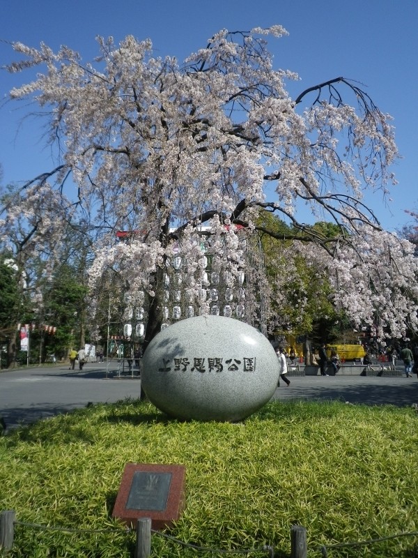 东京上野恩赐公园樱花盛开。(维基百科) 东京上野恩赐公园樱花盛开。(维基百科)
