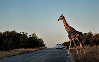 南非野生動物園馳名全球 每年吸引百萬遊客