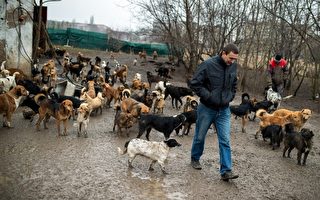 塞尔维亚爱心人士 收容450流浪狗
