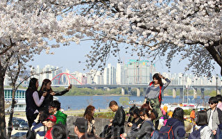 組圖：韓國首爾櫻花節吸引觀光人潮