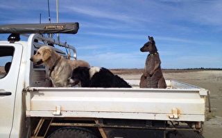 西澳袋鼠自认是狗 与农场狗伙伴快乐生活