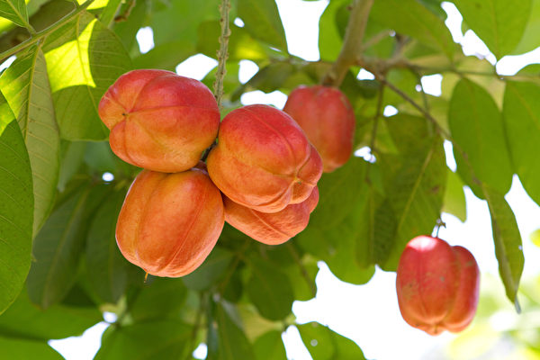 阿开木(也译作西非荔枝果,Ackee)。(Fotolia) 阿开木(也译作西非荔枝果,Ackee)。(Fotolia)