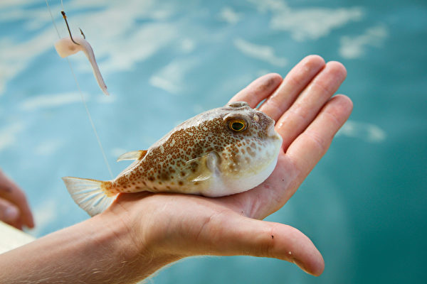 河豚(Fugu)。(Fotolia) 河豚(Fugu)。(Fotolia)