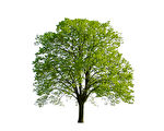 一颗树有多少叶子 古人真能算出？