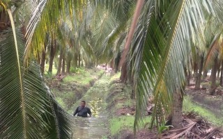 椰子妙用多 C2O代理商走訪泰國工廠
