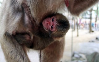 猴宝宝取名夏绿蒂 日动物园抱怨接不完