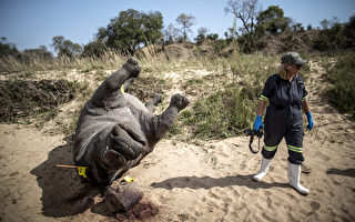 南非犀牛盜獵猖獗 今年已393隻喪命