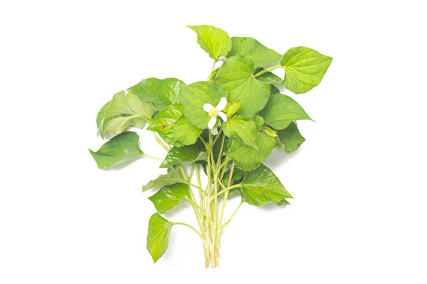 鱼腥草(Fotolia) 鱼腥草(Fotolia)