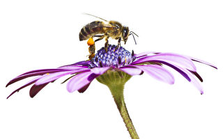 研究：蜜蜂也能患痴呆 铝污染为祸因