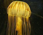 民眾多吃不同種類的本地海鮮可以協助解決部分魚種過度捕撈問題,長灘太平洋水族館餐廳今年夏天將開始供應海蜇皮。(鄭浩/大紀元)