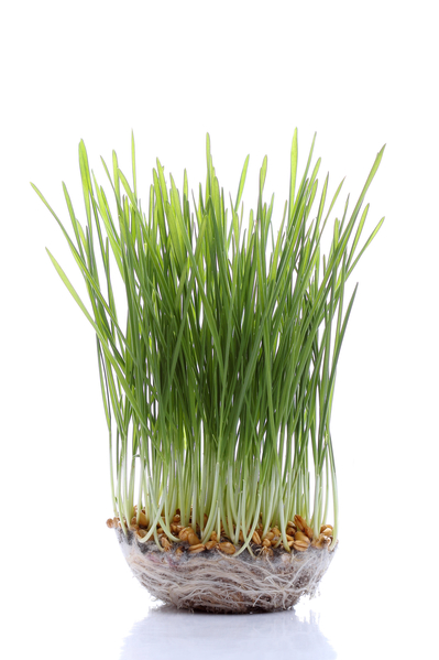 小麦幼苗。(Fotolia) 小麦幼苗。(Fotolia)