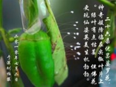 2010年7月2日,大陆法轮功学员一梅把亲属家一束尖椒叶片上绽放26朵优昙婆罗花的枝杈,插在饮料空瓶里。(正见网)
2010年7月2日,大陆法轮功学员一梅把亲属家一束尖椒叶片上绽放26朵优昙婆罗花的枝杈,插在饮料空瓶里。(正见网)